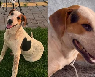Após morte de Orelha, cão comunitário Abacate morre baleado