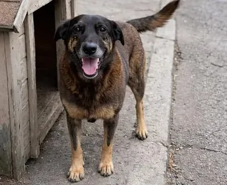 Cão Orelha: mulher admite que "pecou" ao inventar vídeo de agressão