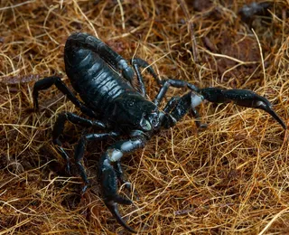 Escorpiões deixam rastros? Saiba como identificar a presença do animal
