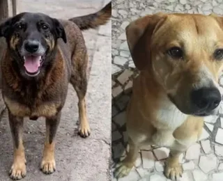 Polícia nega novo crime de jovens acusados de matar cão Orelha