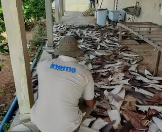 Mais de uma tonelada de barbatanas de tubarão são apreendidas na Bahia