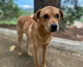 Mais um: cachorro comunitário é morto por envenenamento