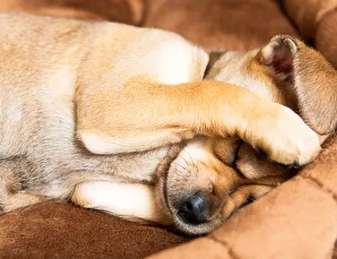 Réveillon, terror para os pets: fogos podem causar pânico e morte - Imagem