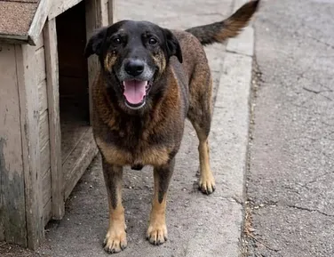 Corpo do cão Orelha será exumado e caso pode ter novas investigações - Imagem
