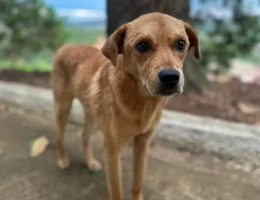 Mais um: cachorro comunitário é morto por envenenamento - Imagem