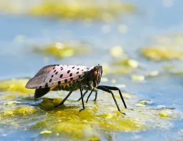 Moscas da China se moldaram geneticamente para invadir EUA - Imagem