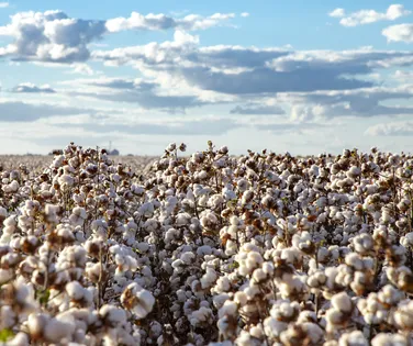 Agricultura baiana  foca em tecnologia e diversidade e mira crescimento em 2026 - Imagem