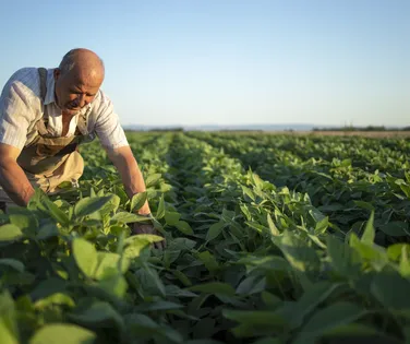 Agricultor pode pagar multa milionária por cultivar fruta patenteada - Imagem