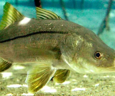 Peixe do Brasil supera salmão e vira destaque internacional - Imagem