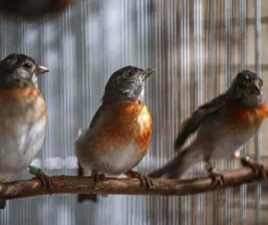 Por que você nunca ouviu passarinho soltar pum? - Imagem