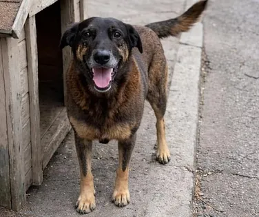 Protestos em prol do cão Orelha tomam conta do Brasil - Imagem