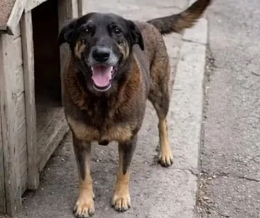 Governo aumenta multa por maus-tratos a animais para até R$ 1 milhão - Imagem