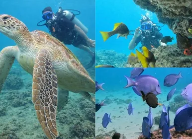 Mergulho em Salvador: a joia escondida que une turismo e preservação - Imagem