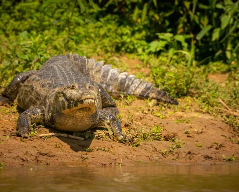 Mulher morre após ataque brutal de jacaré na Flórida