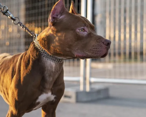 Cães da raça pitbull podem ser proibidos no Brasil - Imagem