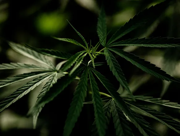 Estufa de maconha é desarticulada em destino tuiristico cda Bahia - Imagem