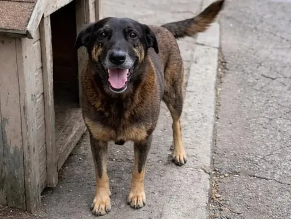 Cão Orelha: mulher admite que "pecou" ao inventar vídeo de agressão - Imagem