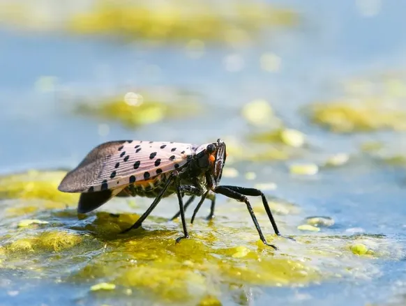 Moscas da China se moldaram geneticamente para invadir EUA - Imagem