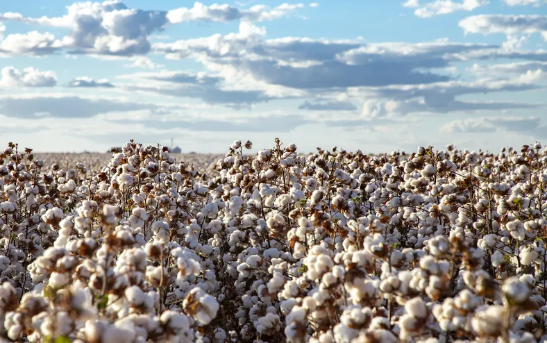 Agricultura baiana  foca em tecnologia e diversidade e mira crescimento em 2026 - Imagem