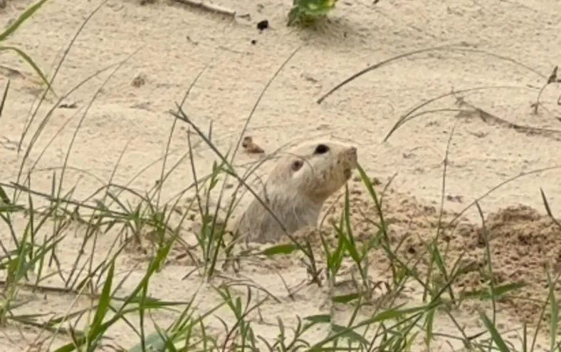 Tuco-tuco reaparece no litoral e acende alerta sobre preservação ambiente - Imagem