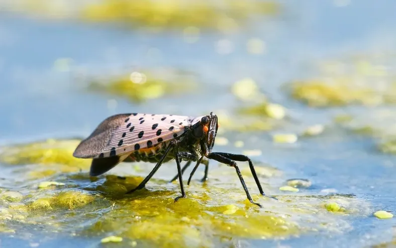 Moscas da China se moldaram geneticamente para invadir EUA - Imagem