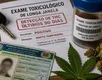 CNH 2026: Quanto tempo o usuário de maconha deve esperar para não ser reprovado? - Imagem