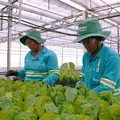 Acelen Renováveis projeta refino de biocombustível na Bahia para 2029 imagem