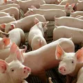 Além da ficção: Conheça a técnica que usa órgãos de porco em pessoas imagem