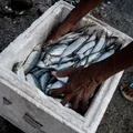 Mais apoio e renda: entenda os principais pontos da nova Lei da Pesca Sustentável imagem