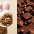 Chocolates de Páscoa podem custar a vida do seu pet; entenda imagem