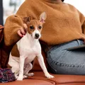Condomínios podem ser multados se não denunciar maus-tratos contra pets imagem