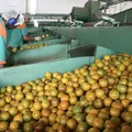 A salvação da laranja imagem
