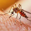 Por que os mosquitos te escolhem? Cientistas descobrem a verdadeira combinação imagem