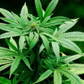 Jean Wyllys sugere plantações de maconha no Nordeste: "Aproveitar o sol" imagem