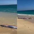 Aparecimento de peixe raro acende alerta sobre desastres naturais imagem