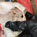 Moradores de Ilhéus denunciam entrega de peixe podre pela Prefeitura imagem