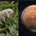 Solo de Marte atua como "escudo" contra contaminação da Terra imagem