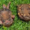 Fêmeas de tartaruga preferem saltar de penhascos ao acasalamento forçado imagem