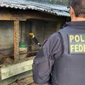 Tráfico internacional de animais em extinção é investigado na Bahia imagem