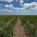 EUA cortam cota de açúcar brasileiro e redistribuem 56 mil toneladas