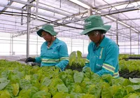 Acelen Renováveis projeta refino de biocombustível na Bahia para 2029 imagem
