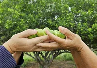 Agroindústria avança e gera valor na Bahia imagem