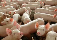 Além da ficção: Conheça a técnica que usa órgãos de porco em pessoas imagem