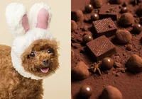 Chocolates de Páscoa podem custar a vida do seu pet; entenda imagem