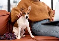 Condomínios podem ser multados se não denunciar maus-tratos contra pets imagem