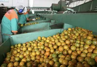 A salvação da laranja