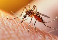Por que os mosquitos te escolhem? Cientistas descobrem a verdadeira combinação imagem