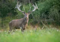 Fuga de veado causa correria e fecha zoológico em Salvador imagem