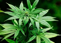 Jean Wyllys sugere plantações de maconha no Nordeste: "Aproveitar o sol" imagem
