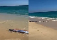 Aparecimento de peixe raro acende alerta sobre desastres naturais